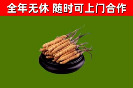南部烟酒回收冬虫夏草.jpg