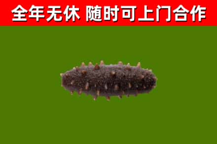 南部烟酒回收干海参.jpg